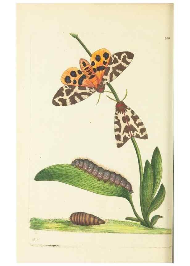 Reproducción/Reproduction 30444056870: The naturalist's miscellany, or Coloured figures of natural objects. London :Printed for Nodder & Co.,1789-1813
