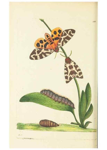 Reproducción/Reproduction 30444056870: The naturalist's miscellany, or Coloured figures of natural objects. London :Printed for Nodder & Co.,1789-1813