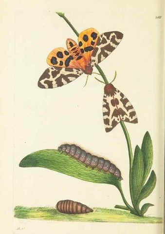Reproducción/Reproduction 30444056870: The naturalist's miscellany, or Coloured figures of natural objects. London :Printed for Nodder & Co.,1789-1813