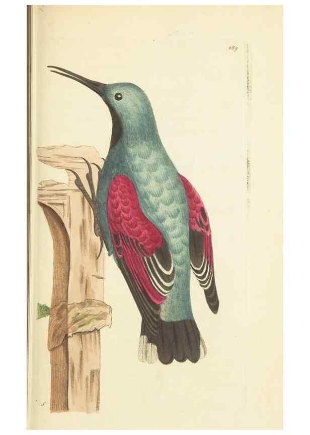 Reproducción/Reproduction 30444057620: The naturalist's miscellany, or Coloured figures of natural objects. London :Printed for Nodder & Co.,1789-1813