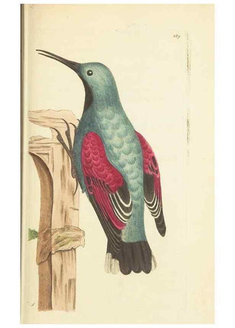 Reproducción/Reproduction 30444057620: The naturalist's miscellany, or Coloured figures of natural objects. London :Printed for Nodder & Co.,1789-1813