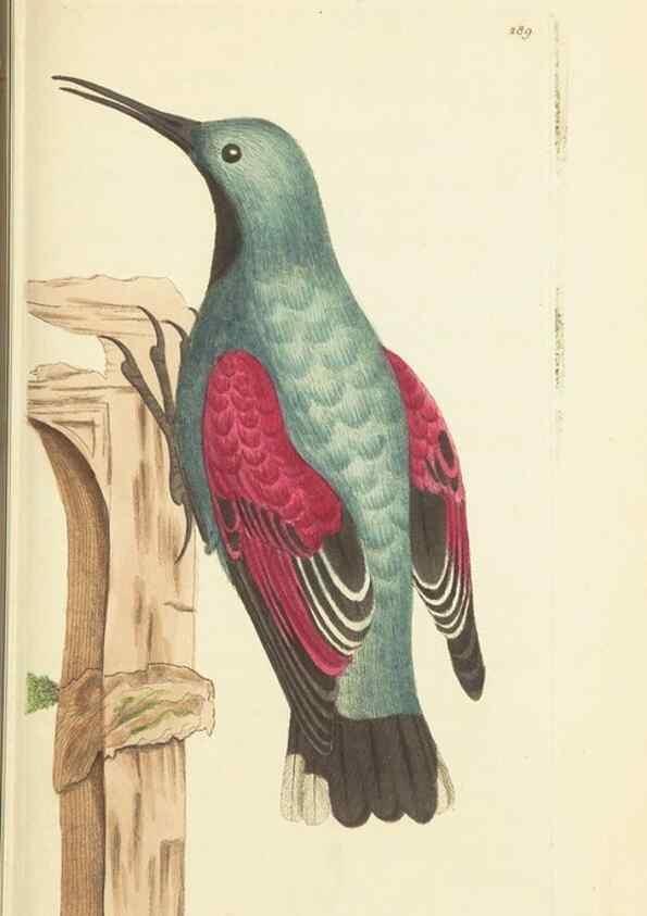 Reproducción/Reproduction 30444057620: The naturalist's miscellany, or Coloured figures of natural objects. London :Printed for Nodder & Co.,1789-1813