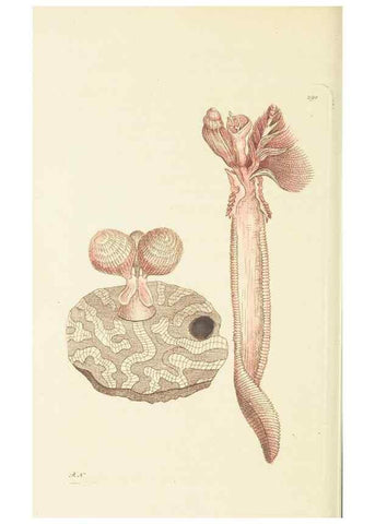 Reproducción/Reproduction 30444058720: The naturalist's miscellany, or Coloured figures of natural objects. London :Printed for Nodder & Co.,1789-1813