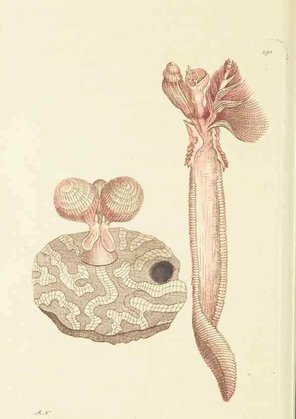 Reproducción/Reproduction 30444058720: The naturalist's miscellany, or Coloured figures of natural objects. London :Printed for Nodder & Co.,1789-1813