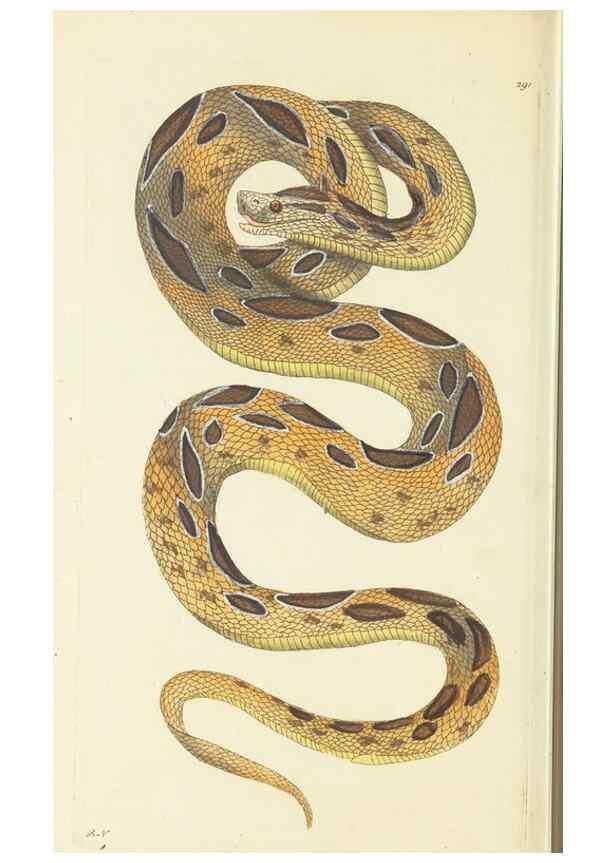 Reproducción/Reproduction 30444060200: The naturalist's miscellany, or Coloured figures of natural objects. London :Printed for Nodder & Co.,1789-1813
