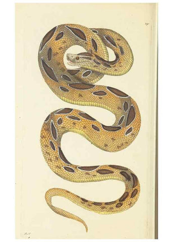 Reproducción/Reproduction 30444060200: The naturalist's miscellany, or Coloured figures of natural objects. London :Printed for Nodder & Co.,1789-1813