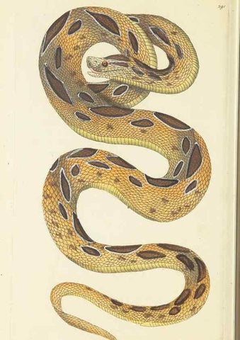 Reproducción/Reproduction 30444060200: The naturalist's miscellany, or Coloured figures of natural objects. London :Printed for Nodder & Co.,1789-1813