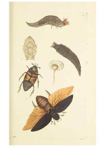 Reproducción/Reproduction 30109189543: The naturalist's miscellany, or Coloured figures of natural objects. London :Printed for Nodder & Co.,1789-1813