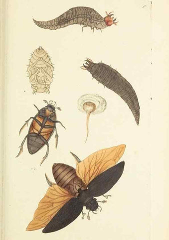 Reproducción/Reproduction 30109189543: The naturalist's miscellany, or Coloured figures of natural objects. London :Printed for Nodder & Co.,1789-1813
