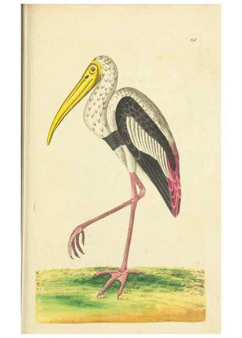 Reproducción/Reproduction 30444063220: The naturalist's miscellany, or Coloured figures of natural objects. London :Printed for Nodder & Co.,1789-1813