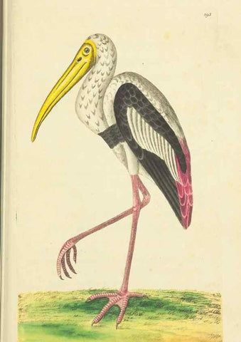 Reproducción/Reproduction 30444063220: The naturalist's miscellany, or Coloured figures of natural objects. London :Printed for Nodder & Co.,1789-1813