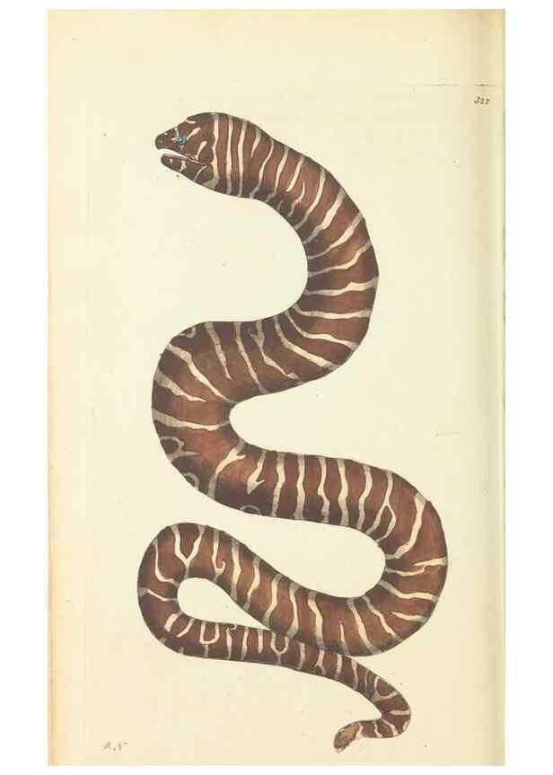 Reproducción/Reproduction 30657328431: The naturalist's miscellany, or Coloured figures of natural objects. London :Printed for Nodder & Co.,1789-1813