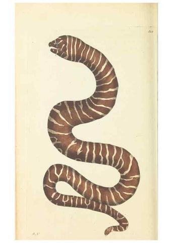 Reproducción/Reproduction 30657328431: The naturalist's miscellany, or Coloured figures of natural objects. London :Printed for Nodder & Co.,1789-1813