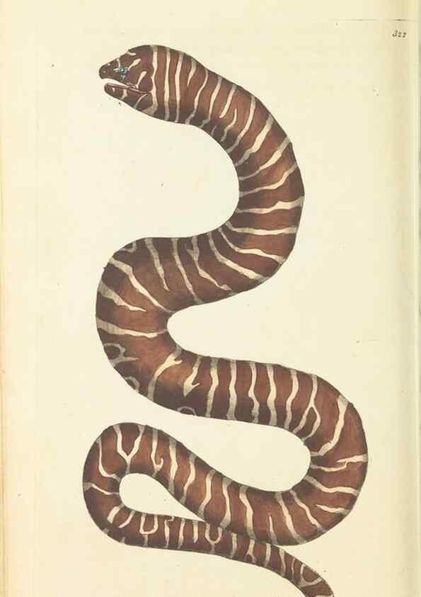 Reproducción/Reproduction 30657328431: The naturalist's miscellany, or Coloured figures of natural objects. London :Printed for Nodder & Co.,1789-1813