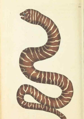 Reproducción/Reproduction 30657328431: The naturalist's miscellany, or Coloured figures of natural objects. London :Printed for Nodder & Co.,1789-1813