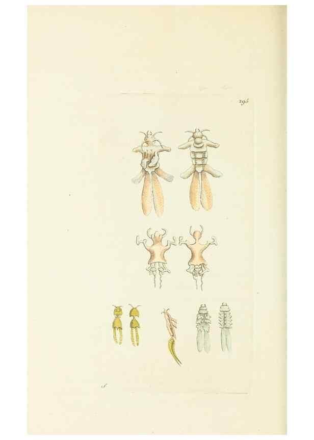 Reproducción/Reproduction 30109193163: The naturalist's miscellany, or Coloured figures of natural objects. London :Printed for Nodder & Co.,1789-1813