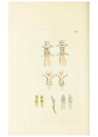 Reproducción/Reproduction 30109193163: The naturalist's miscellany, or Coloured figures of natural objects. London :Printed for Nodder & Co.,1789-1813