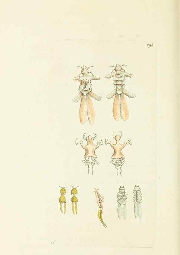 Reproducción/Reproduction 30109193163: The naturalist's miscellany, or Coloured figures of natural objects. London :Printed for Nodder & Co.,1789-1813