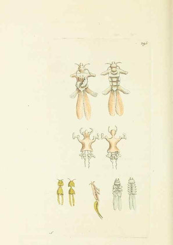 Reproducción/Reproduction 30109193163: The naturalist's miscellany, or Coloured figures of natural objects. London :Printed for Nodder & Co.,1789-1813