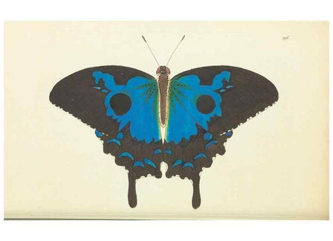 Reproducción/Reproduction 30444066970: The naturalist's miscellany, or Coloured figures of natural objects. London :Printed for Nodder & Co.,1789-1813