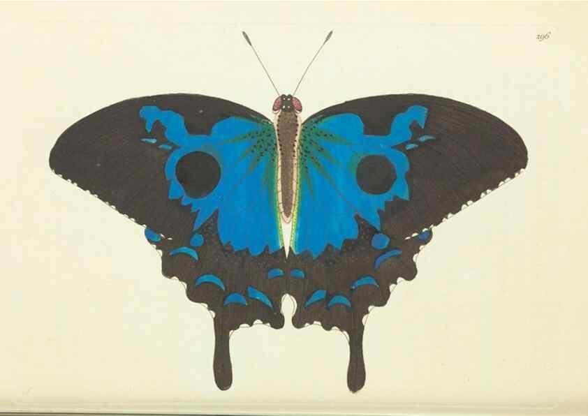 Reproducción/Reproduction 30444066970: The naturalist's miscellany, or Coloured figures of natural objects. London :Printed for Nodder & Co.,1789-1813