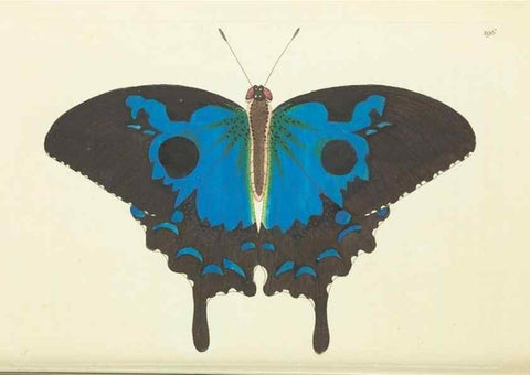 Reproducción/Reproduction 30444066970: The naturalist's miscellany, or Coloured figures of natural objects. London :Printed for Nodder & Co.,1789-1813