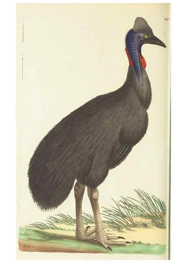Reproducción/Reproduction 30627854672: The naturalist's miscellany, or Coloured figures of natural objects. London :Printed for Nodder & Co.,1789-1813