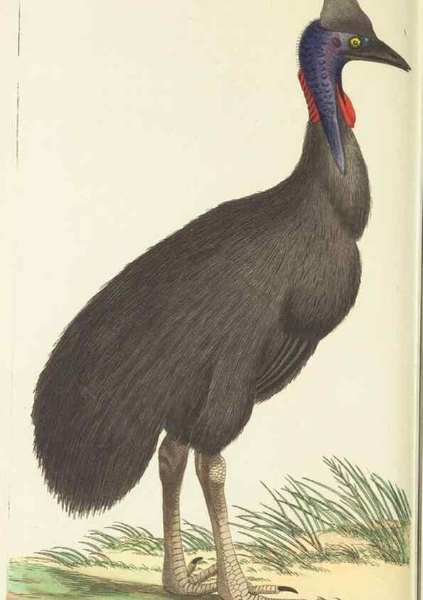 Reproducción/Reproduction 30627854672: The naturalist's miscellany, or Coloured figures of natural objects. London :Printed for Nodder & Co.,1789-1813