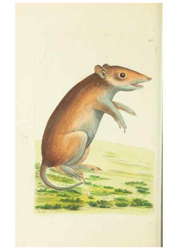 Reproducción/Reproduction 30627855922: The naturalist's miscellany, or Coloured figures of natural objects. London :Printed for Nodder & Co.,1789-1813