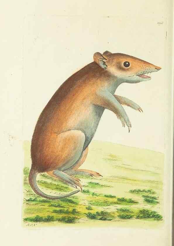 Reproducción/Reproduction 30627855922: The naturalist's miscellany, or Coloured figures of natural objects. London :Printed for Nodder & Co.,1789-1813