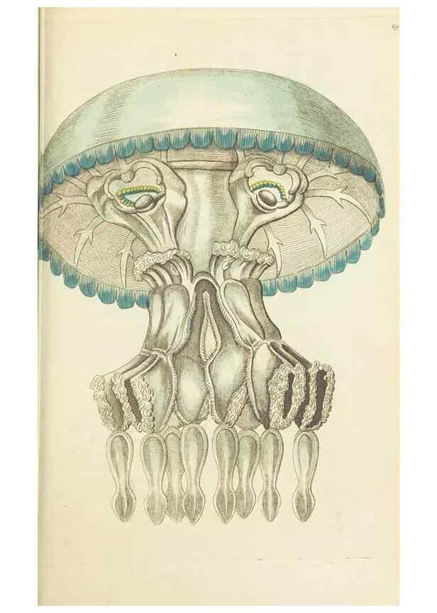 Reproducción/Reproduction 30627857832: The naturalist's miscellany, or Coloured figures of natural objects. London :Printed for Nodder & Co.,1789-1813