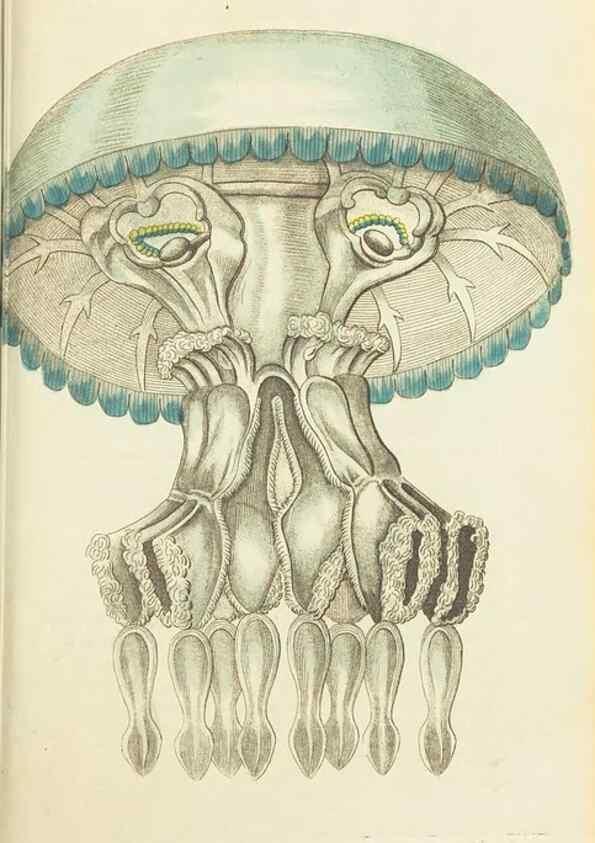 Reproducción/Reproduction 30627857832: The naturalist's miscellany, or Coloured figures of natural objects. London :Printed for Nodder & Co.,1789-1813
