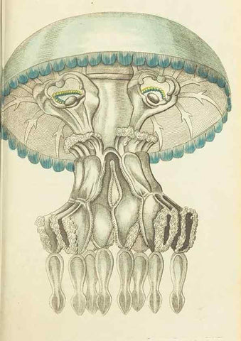 Reproducción/Reproduction 30627857832: The naturalist's miscellany, or Coloured figures of natural objects. London :Printed for Nodder & Co.,1789-1813