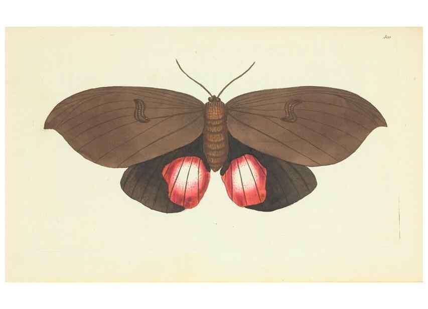 Reproducción/Reproduction 30627859832: The naturalist's miscellany, or Coloured figures of natural objects. London :Printed for Nodder & Co.,1789-1813
