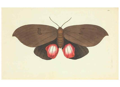 Reproducción/Reproduction 30627859832: The naturalist's miscellany, or Coloured figures of natural objects. London :Printed for Nodder & Co.,1789-1813