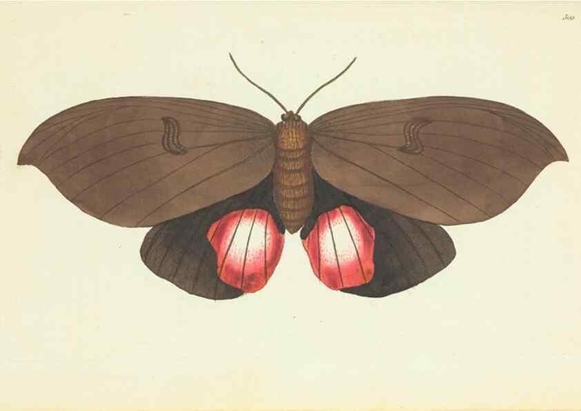 Reproducción/Reproduction 30627859832: The naturalist's miscellany, or Coloured figures of natural objects. London :Printed for Nodder & Co.,1789-1813