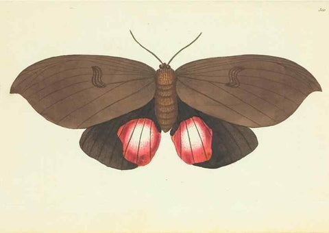 Reproducción/Reproduction 30627859832: The naturalist's miscellany, or Coloured figures of natural objects. London :Printed for Nodder & Co.,1789-1813