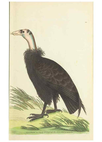 Reproducción/Reproduction 30628812832: The naturalist's miscellany, or Coloured figures of natural objects. London :Printed for Nodder & Co.,1789-1813
