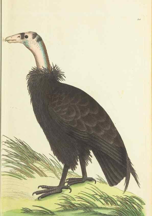 Reproducción/Reproduction 30628812832: The naturalist's miscellany, or Coloured figures of natural objects. London :Printed for Nodder & Co.,1789-1813
