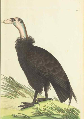 Reproducción/Reproduction 30628812832: The naturalist's miscellany, or Coloured figures of natural objects. London :Printed for Nodder & Co.,1789-1813