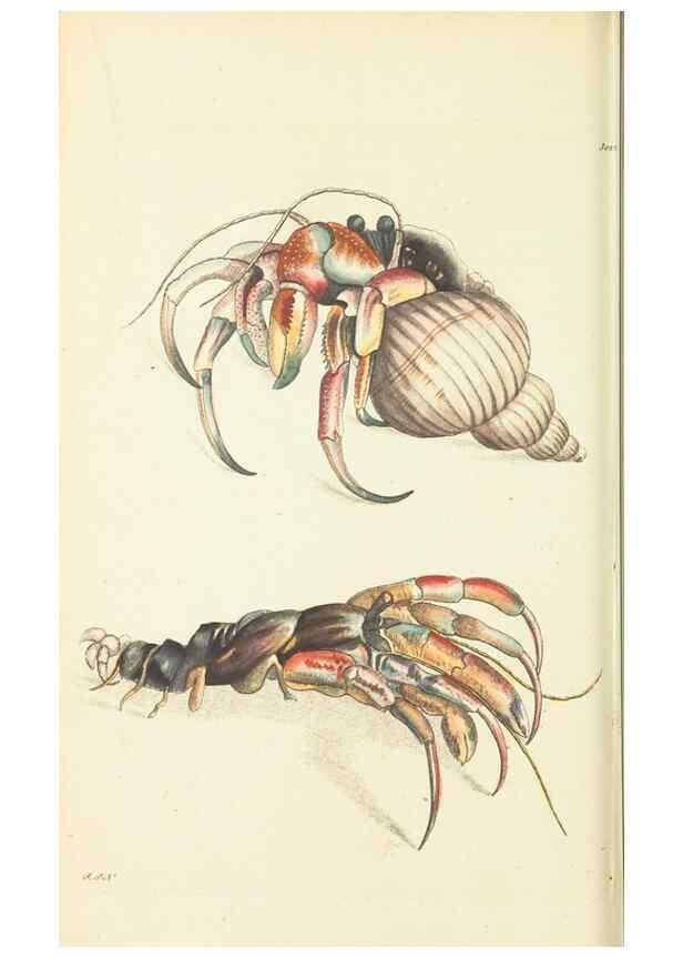 Reproducción/Reproduction 30628815472: The naturalist's miscellany, or Coloured figures of natural objects. London :Printed for Nodder & Co.,1789-1813