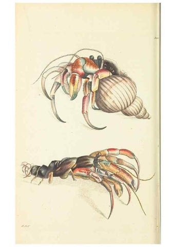 Reproducción/Reproduction 30628815472: The naturalist's miscellany, or Coloured figures of natural objects. London :Printed for Nodder & Co.,1789-1813