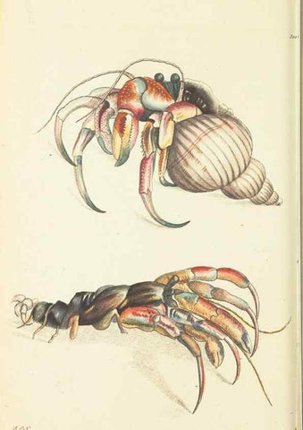Reproducción/Reproduction 30628815472: The naturalist's miscellany, or Coloured figures of natural objects. London :Printed for Nodder & Co.,1789-1813