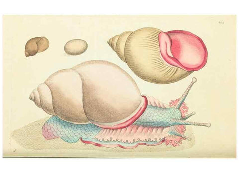 Reproducción/Reproduction 30444065670: The naturalist's miscellany, or Coloured figures of natural objects. London :Printed for Nodder & Co.,1789-1813