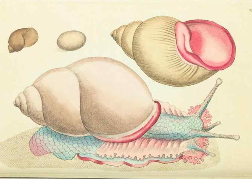 Reproducción/Reproduction 30444065670: The naturalist's miscellany, or Coloured figures of natural objects. London :Printed for Nodder & Co.,1789-1813