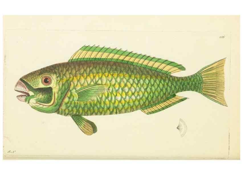 Reproducción/Reproduction 30109175243: The naturalist's miscellany, or Coloured figures of natural objects. London :Printed for Nodder & Co.,1789-1813