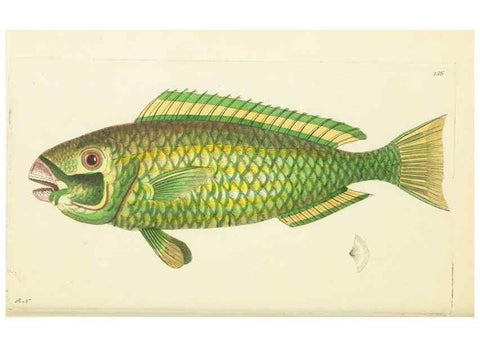 Reproducción/Reproduction 30109175243: The naturalist's miscellany, or Coloured figures of natural objects. London :Printed for Nodder & Co.,1789-1813