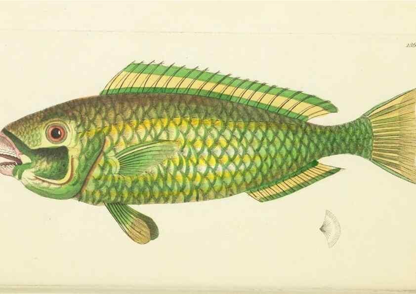 Reproducción/Reproduction 30109175243: The naturalist's miscellany, or Coloured figures of natural objects. London :Printed for Nodder & Co.,1789-1813