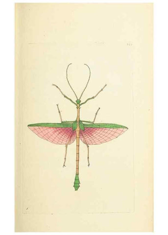 Reproducción/Reproduction 30657331051: The naturalist's miscellany, or Coloured figures of natural objects. London :Printed for Nodder & Co.,1789-1813