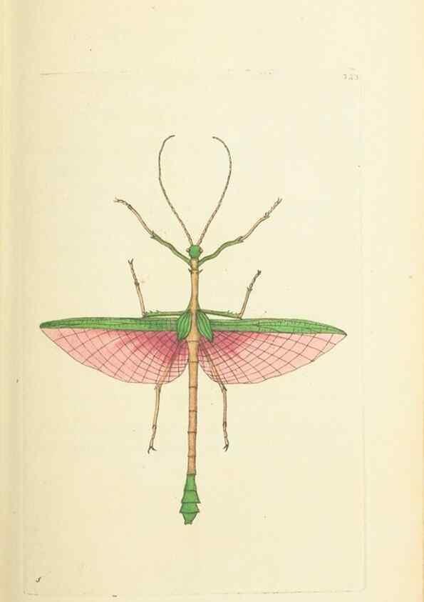 Reproducción/Reproduction 30657331051: The naturalist's miscellany, or Coloured figures of natural objects. London :Printed for Nodder & Co.,1789-1813
